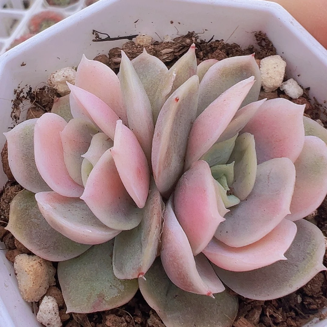 蓝色惊喜锦19包邮多肉