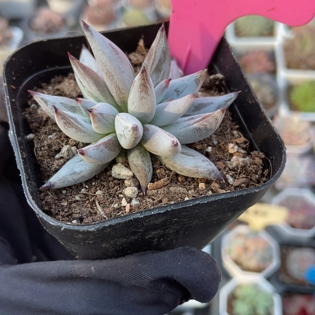 43魔爪多肉植物多肉