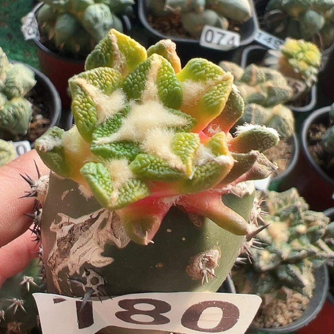 无花朵福利黑牡丹锦180