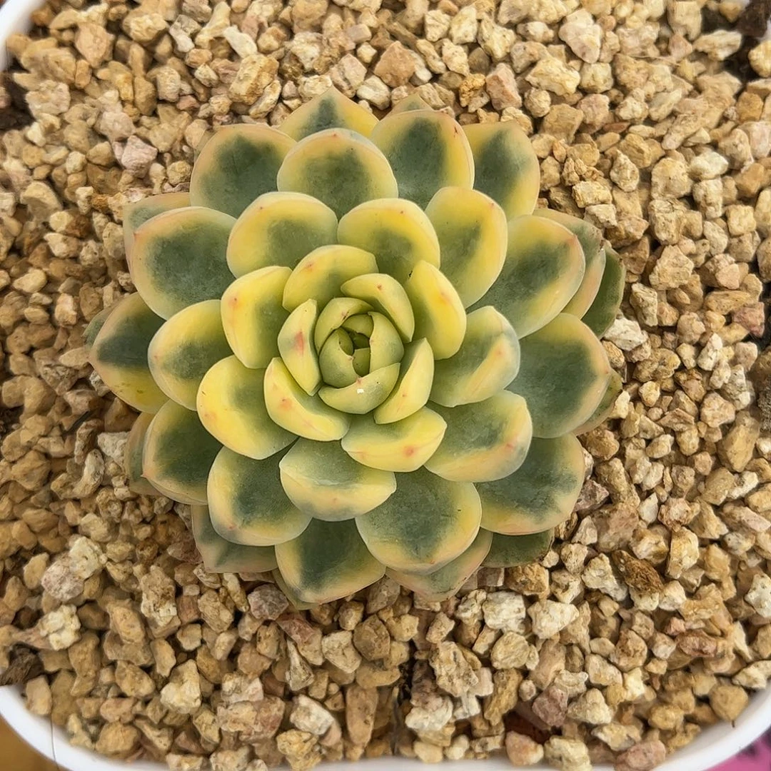 月橙锦 锦龙一物一拍
