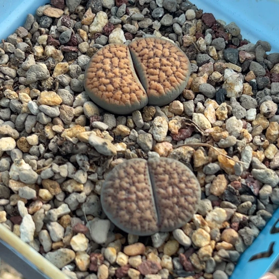 ʕ****9591血点两颗上12下8