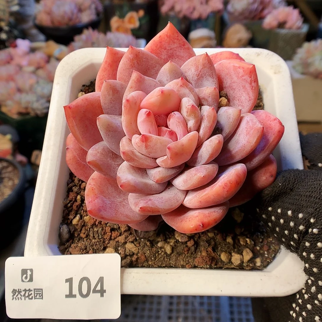 104星星橙石化多肉植物6666