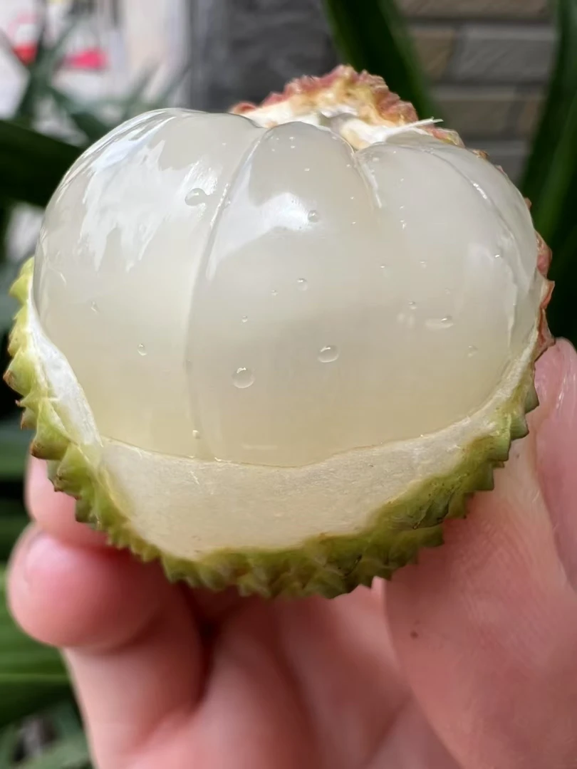 【桂味发净重】新鲜水果荔枝桂味广东茂名当季新鲜水果