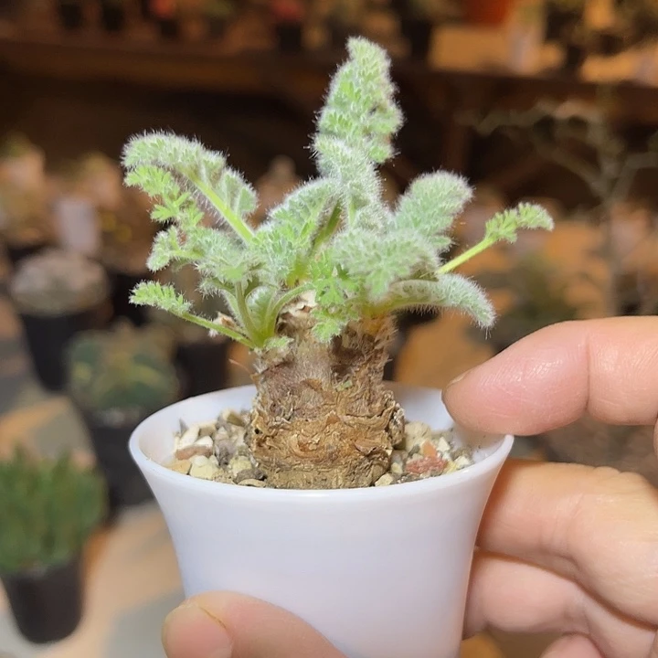 实生羽叶洋葵块根