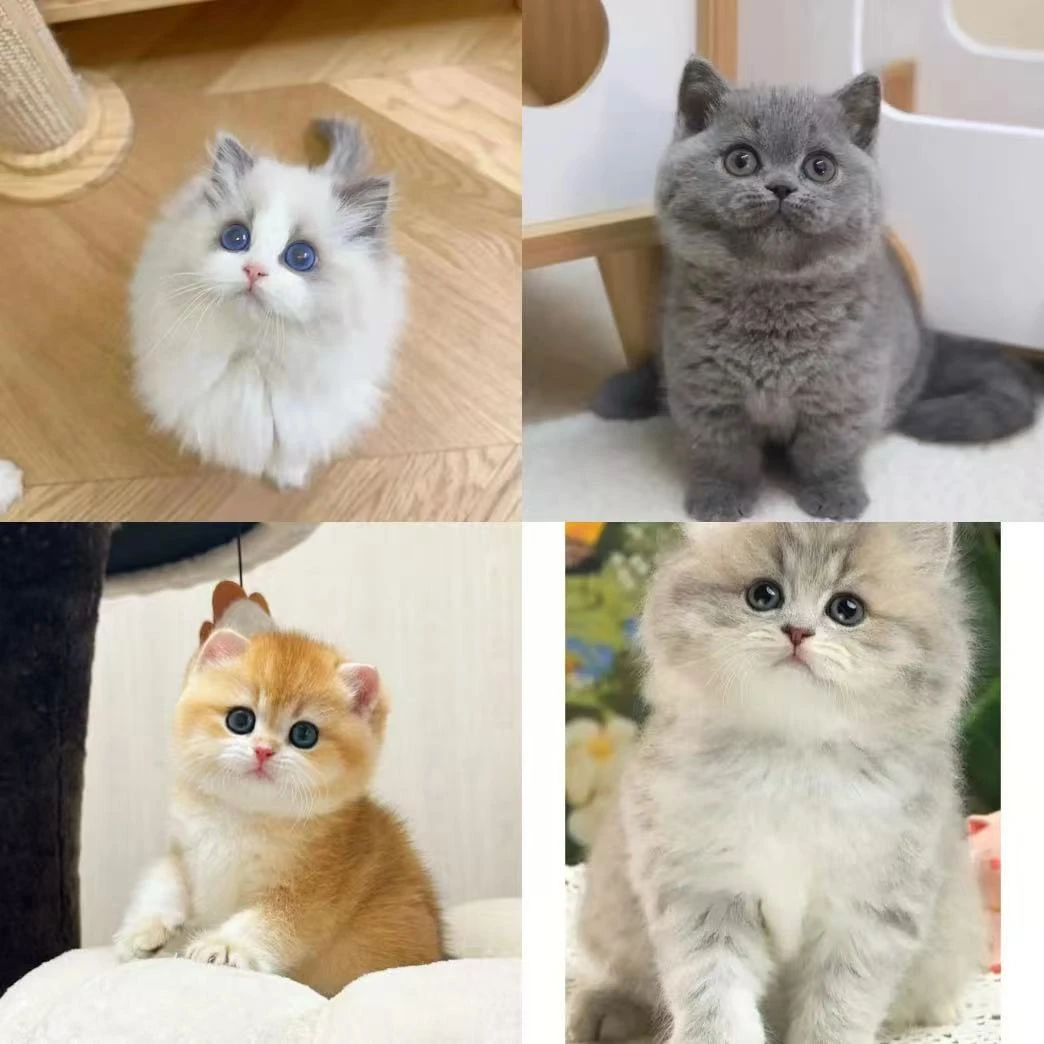 《宠瞄宠物》活体宠物猫蓝猫蓝白布偶银渐层金渐层一物一拍猫咪小型
