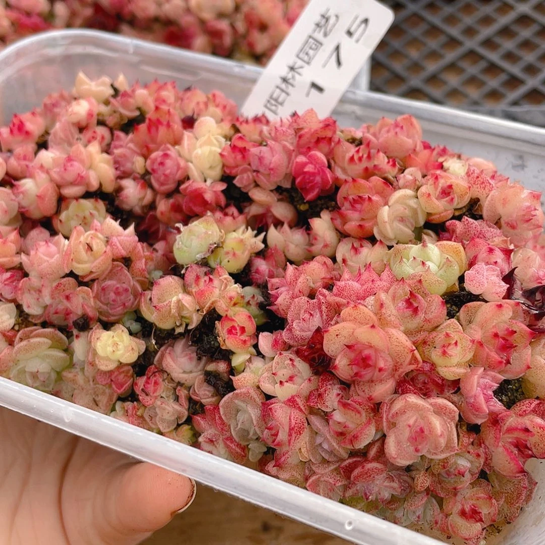 多肉植物多肉植物1175