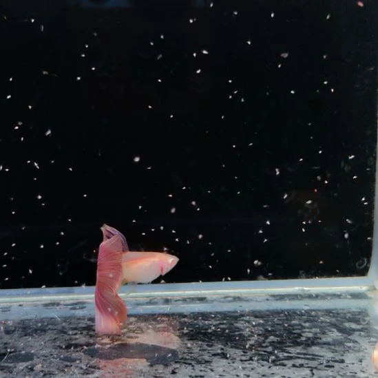 孔雀鱼金粉一对888