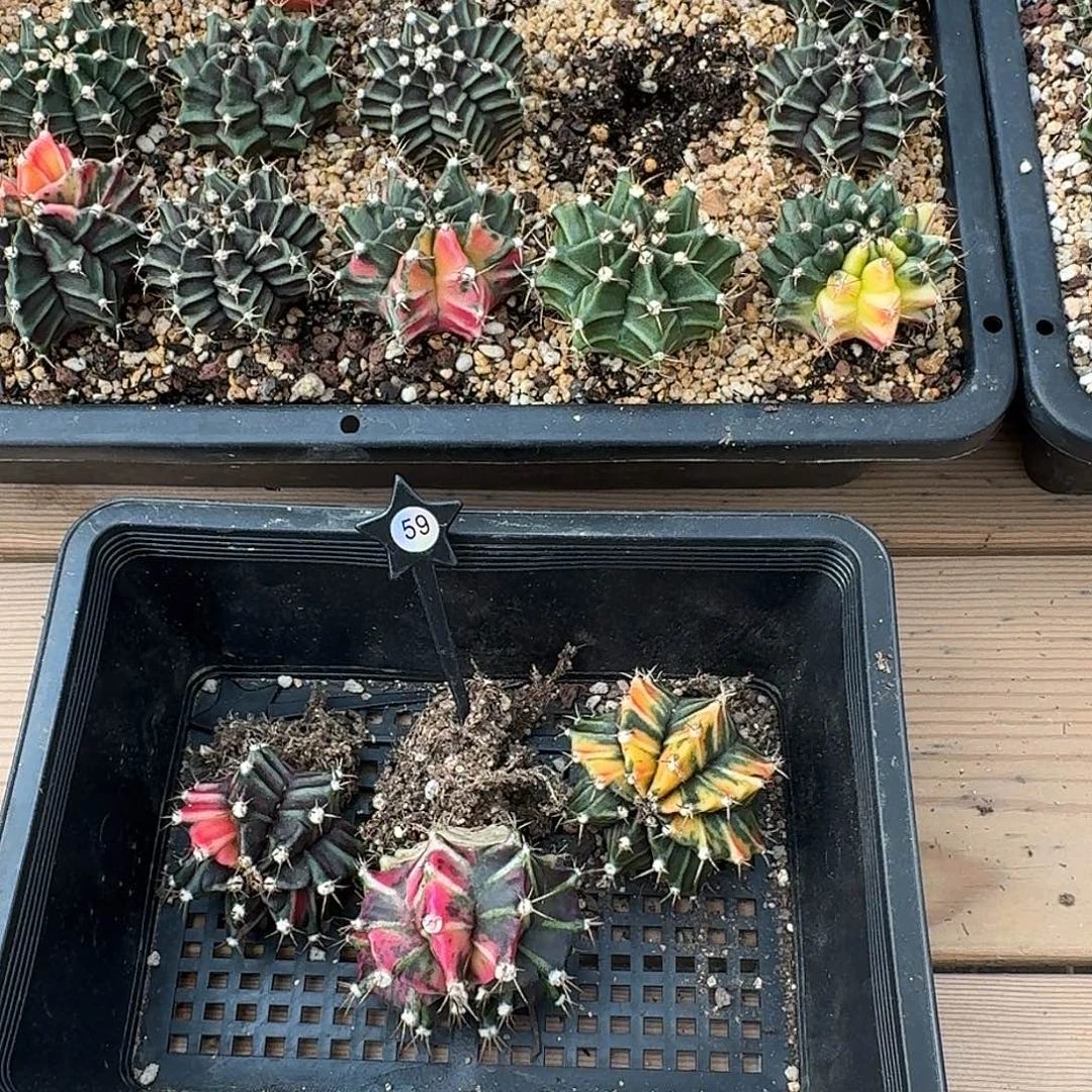 往***K米哈实生自然锦原盆发59