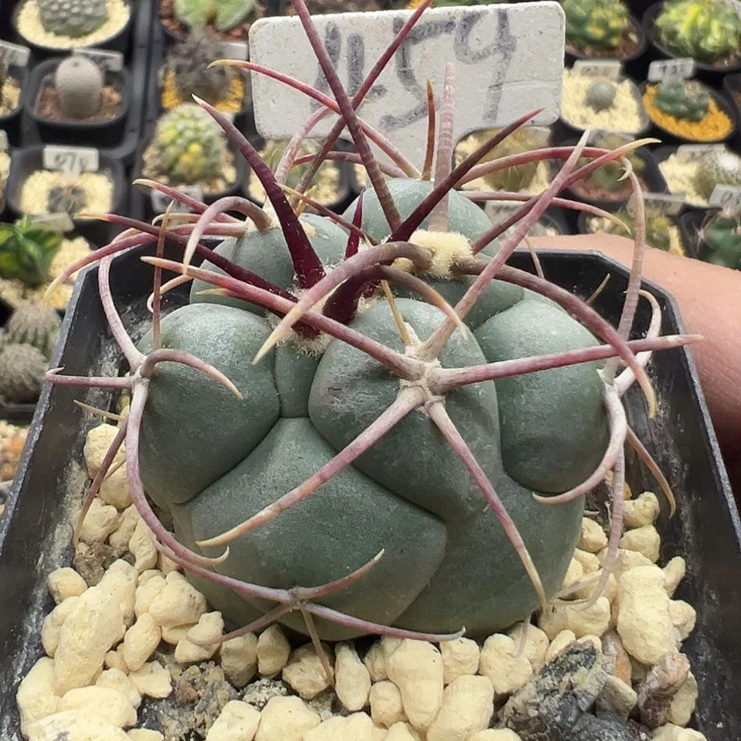 459绯冠龙实生哦哦哦哦