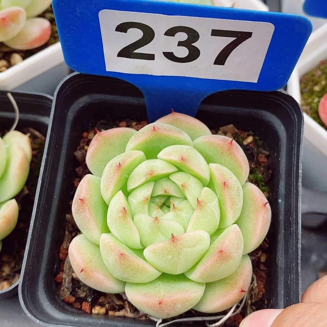 麦秆6cm多肉植物