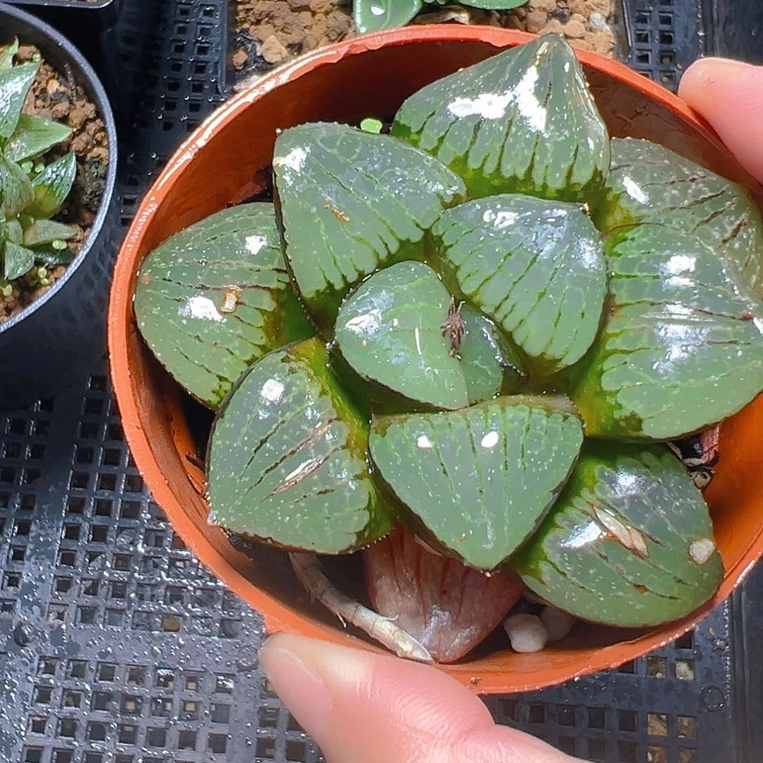 5383玉露多肉植物一颗