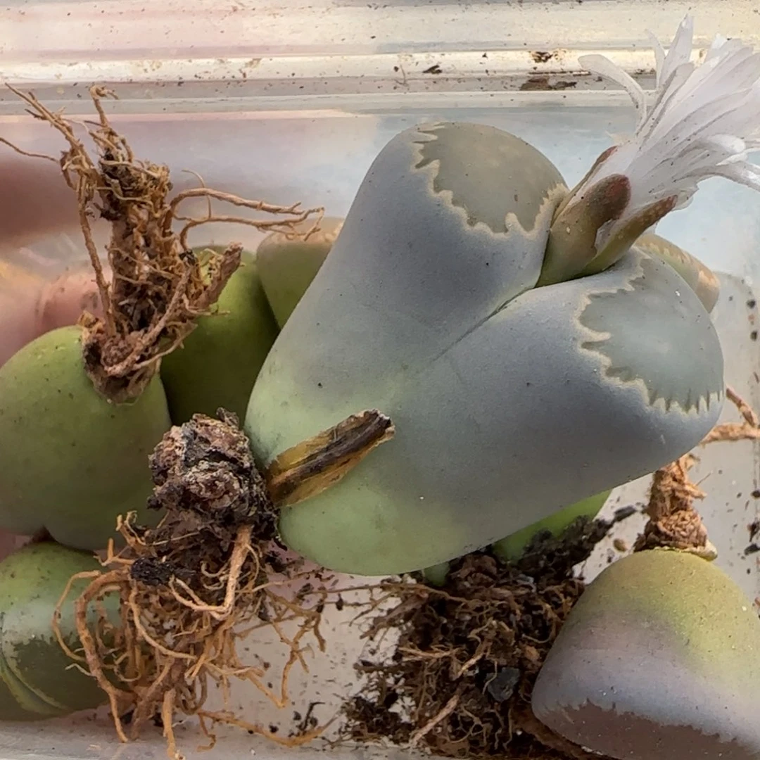 11.19。萌肉清板子福利。7034