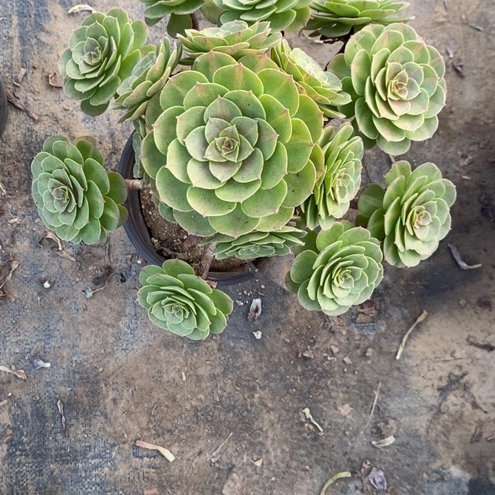 万圣节39多肉植物法师法师