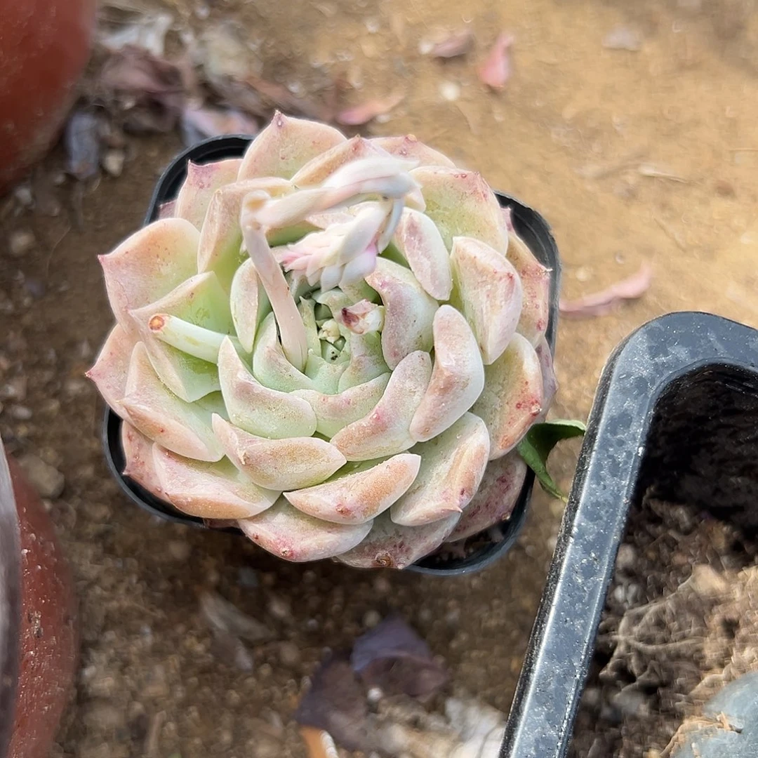 多肉植物多肉植物