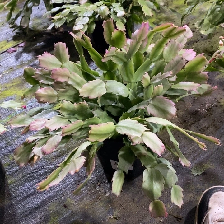 当前无花栽培后可以开花泼****装677盆栽057