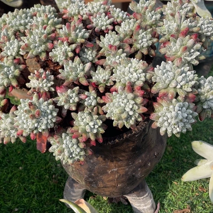 精控仙女杯拇指杂