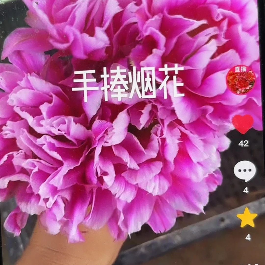 烟花彩侧牙20包邮