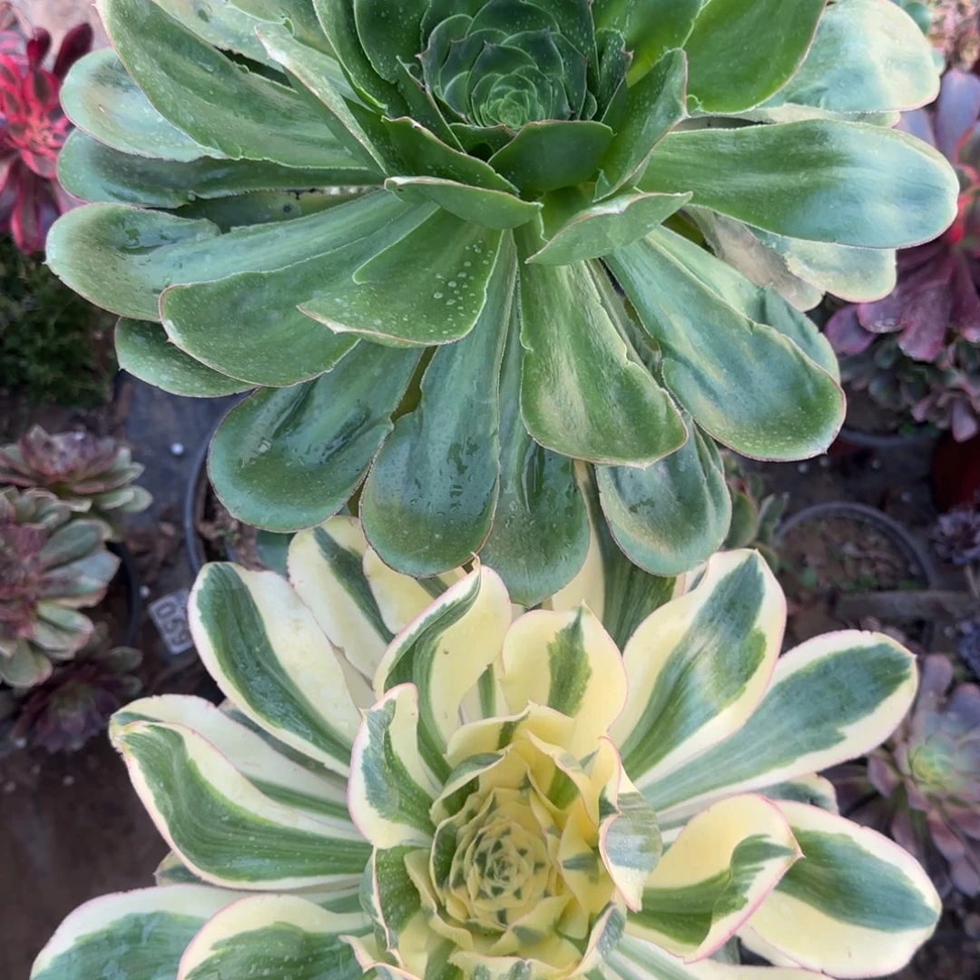 艳姿和艳姿锦包邮断枝不包多肉