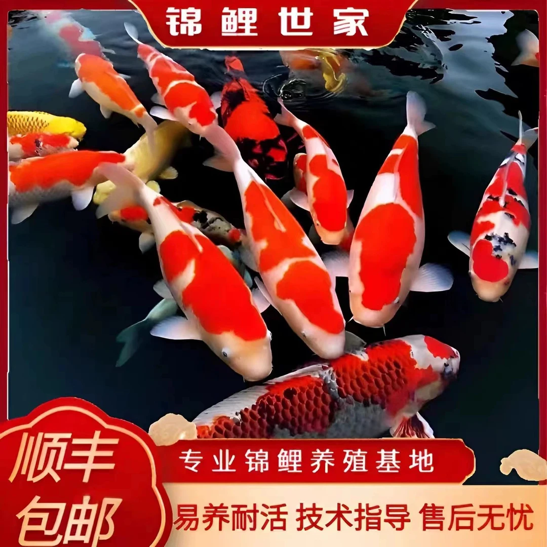 精品锦鲤9-11公分花色混搭好养耐活冷水鱼