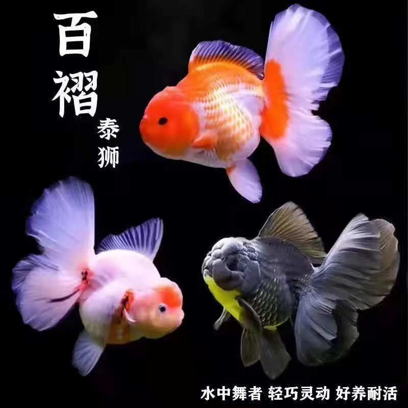精品百褶泰狮金鱼百褶裙冷水淡水鱼好养耐活F【盲拍随机发】
