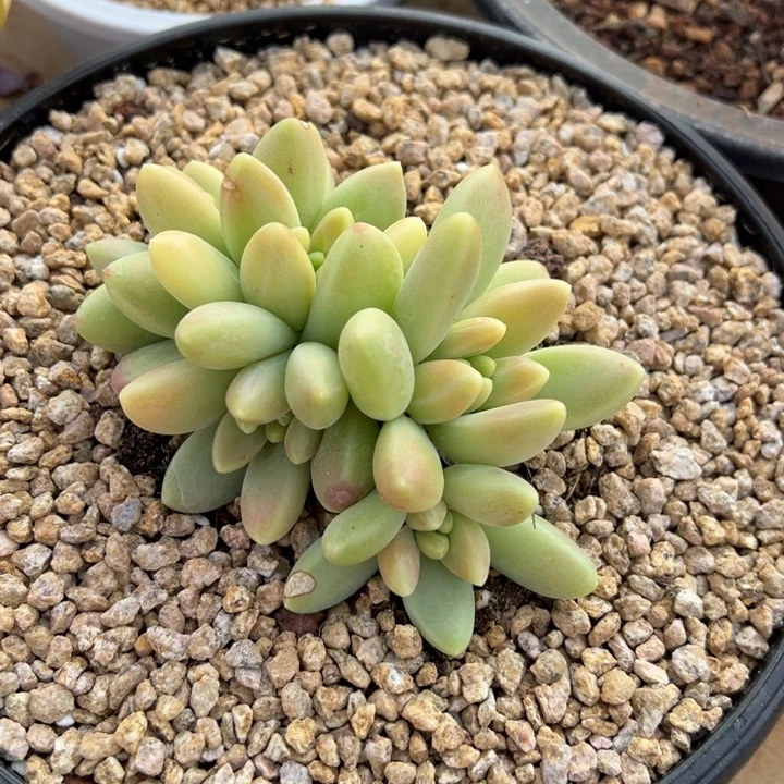 橙色奇迹 夏鸣园艺