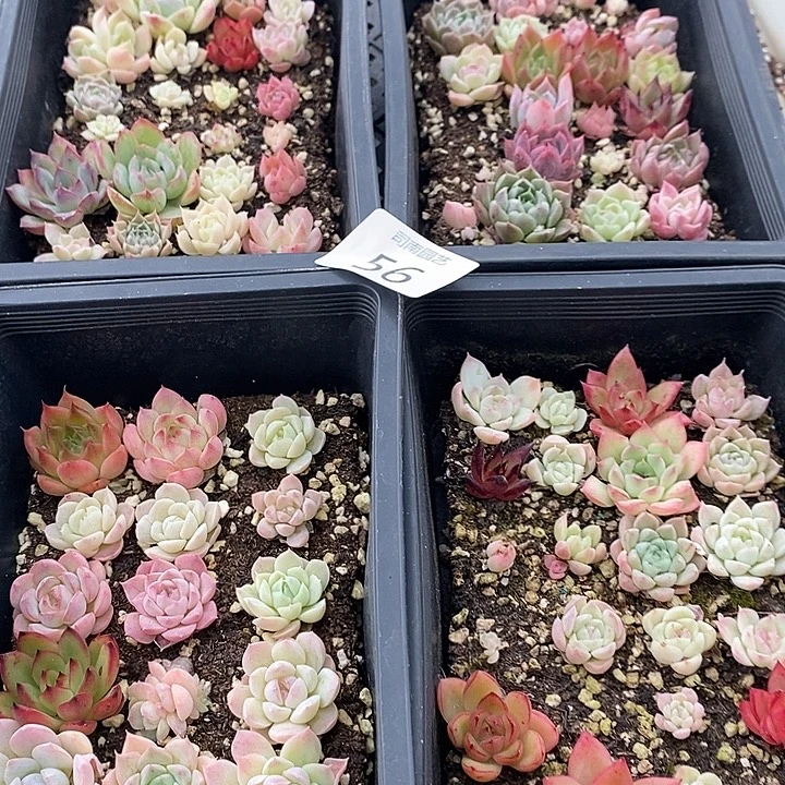56 多肉植物盆栽花卉