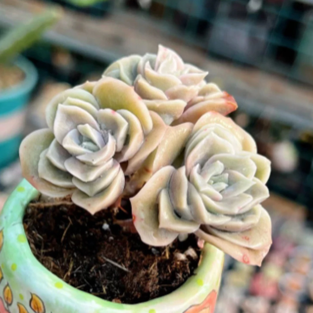 【满9.9包邮】可爱玫瑰群生6.5cm盆多肉植物以直播间展示为主