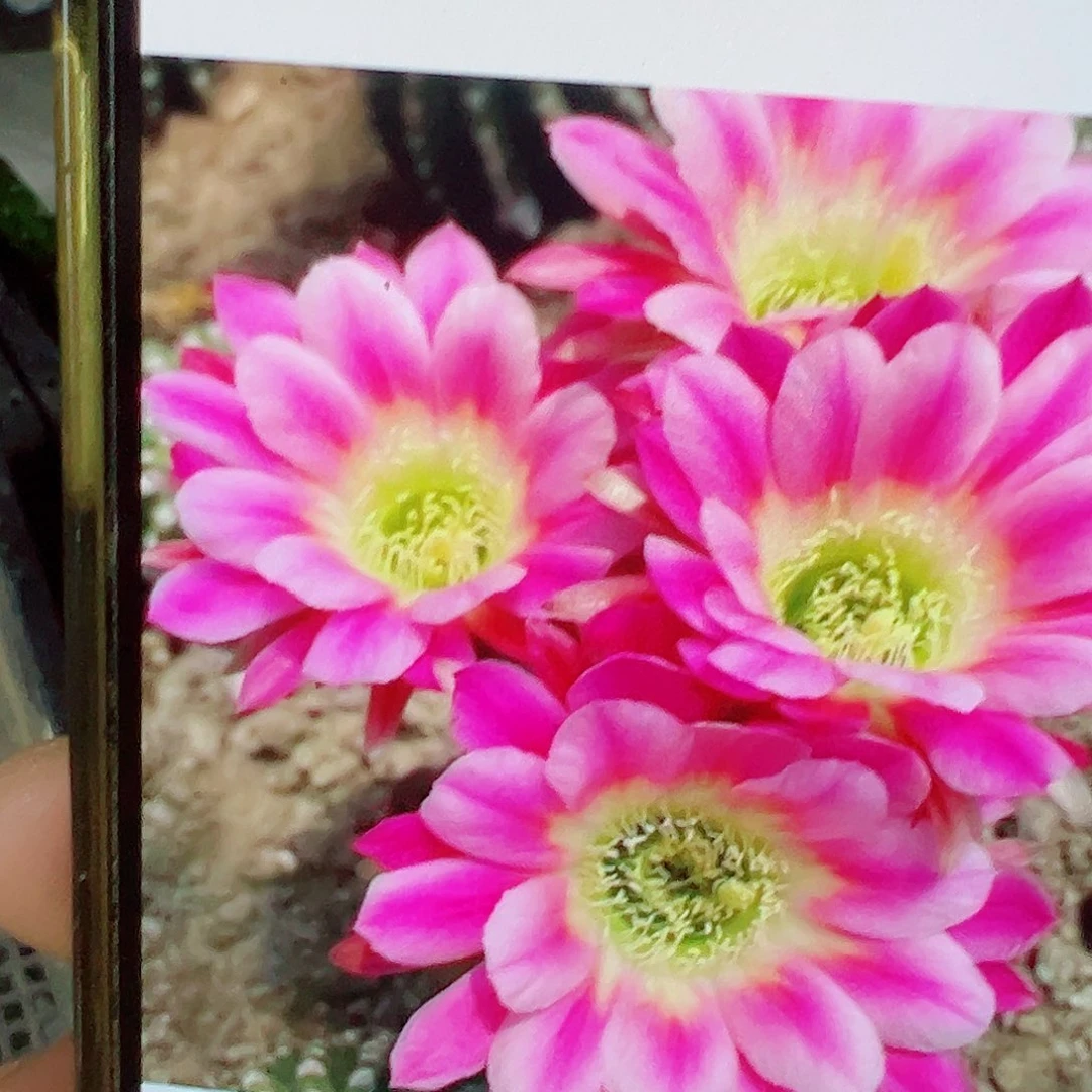 丽花 调色板 侧芽00000