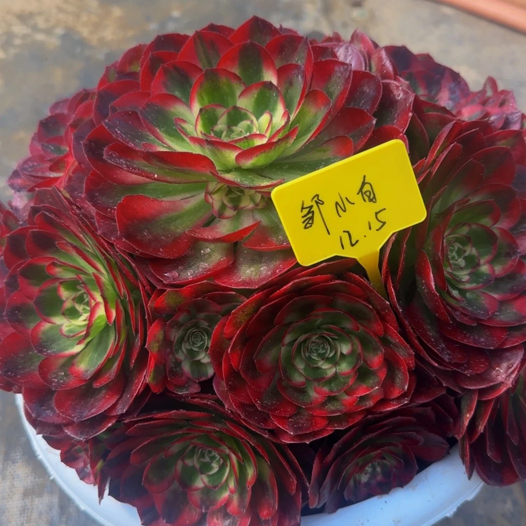 鸿运法师锦88888888