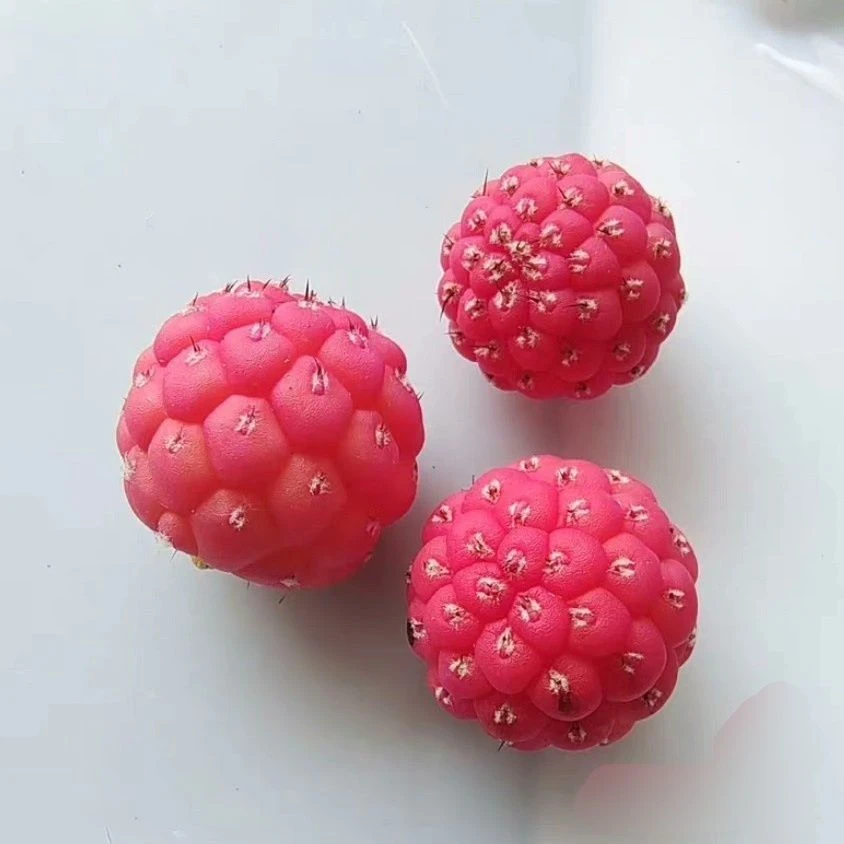 仙人球一物一拍三十元链接