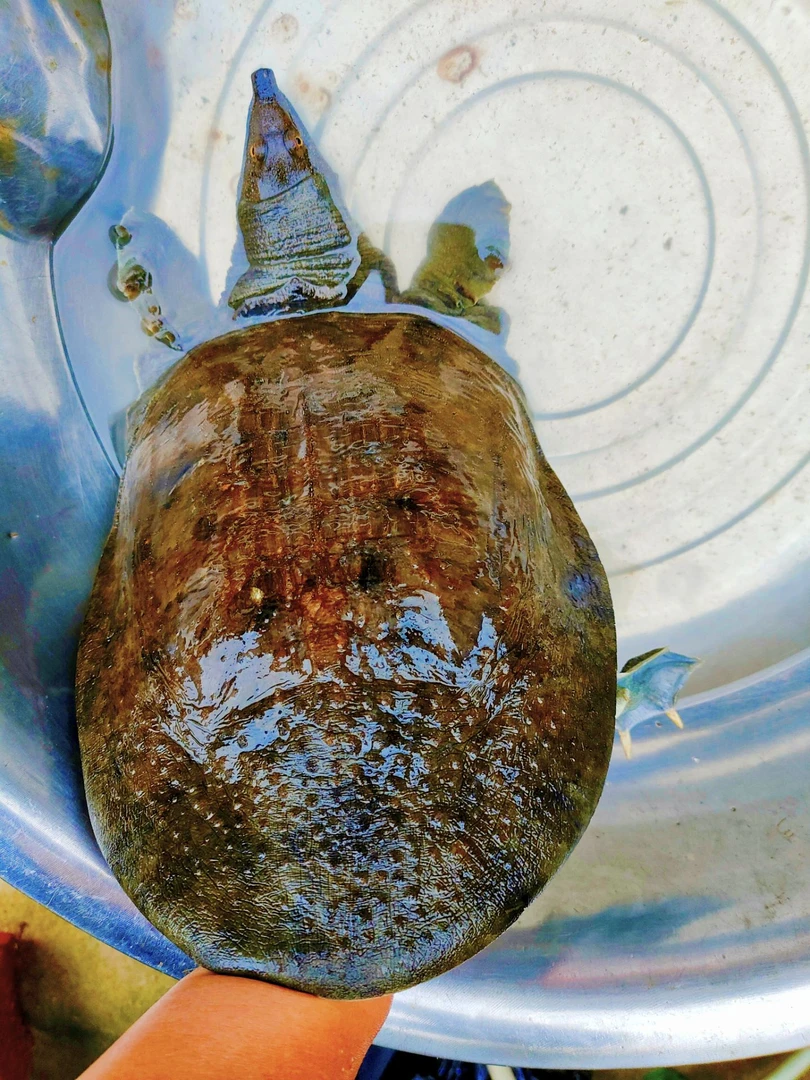 水鱼团鱼顺丰活发包邮甲鱼