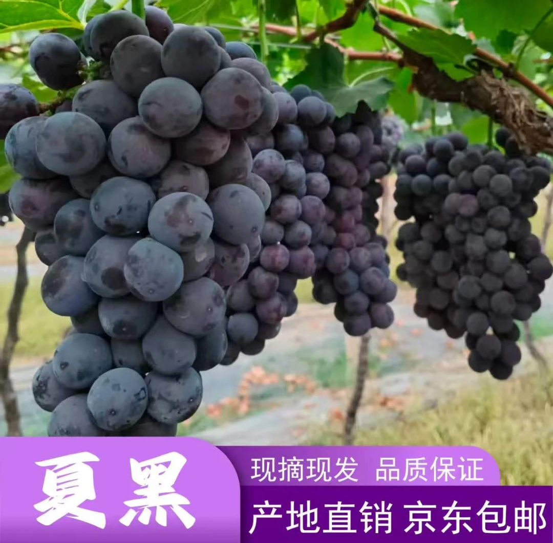 【京东快递】特级 夏黑无籽葡萄 新鲜 基地现摘现发