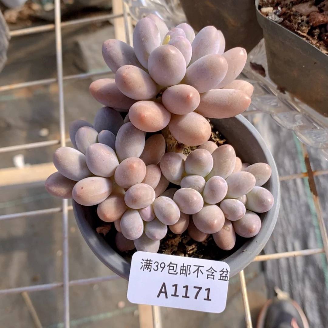 汤圆8cm1171多肉植物