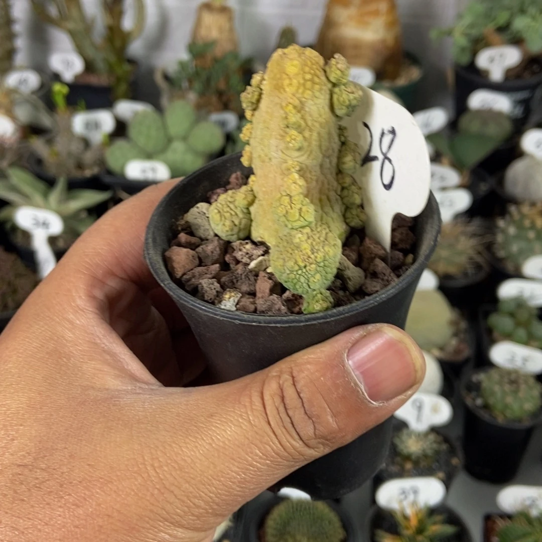 蛇缇玉一个一物一拍