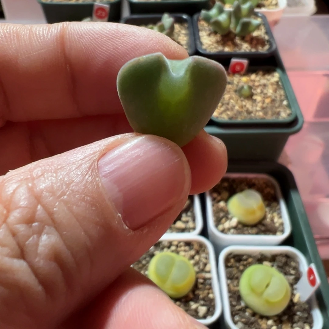 5号大眼睛肉锥小母本