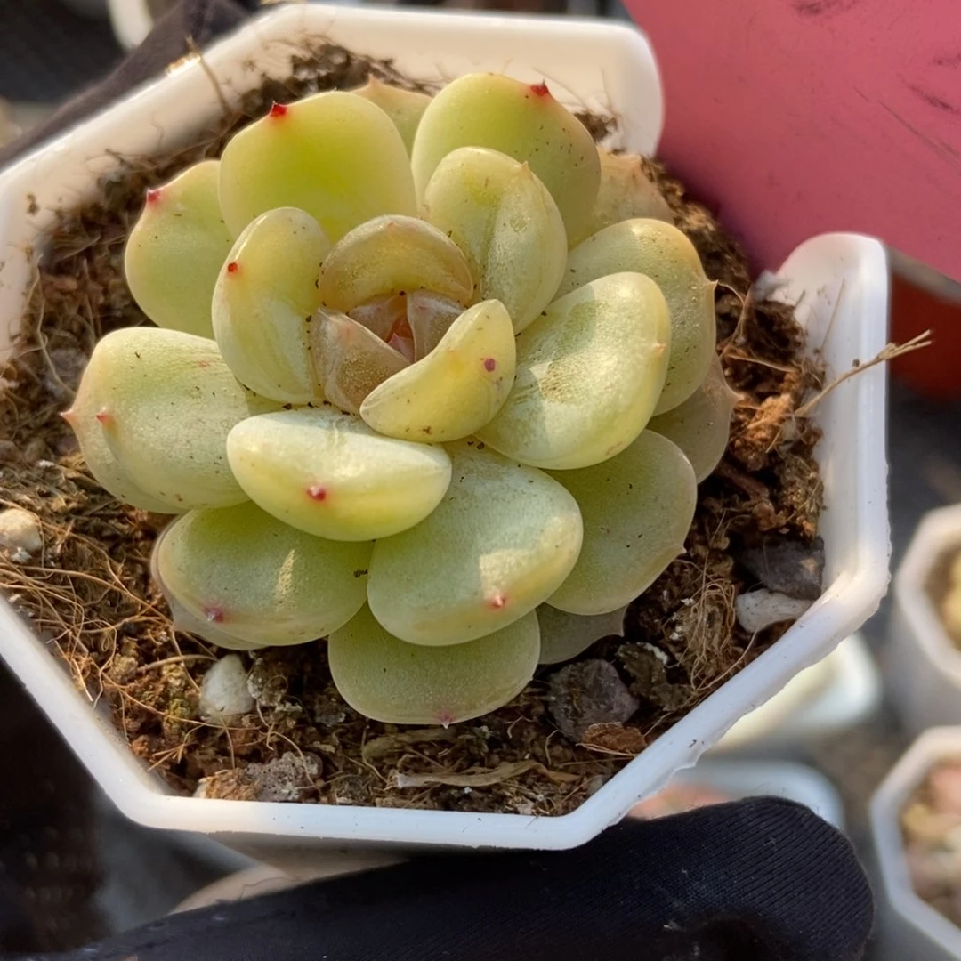 602彩恋多肉植物保护