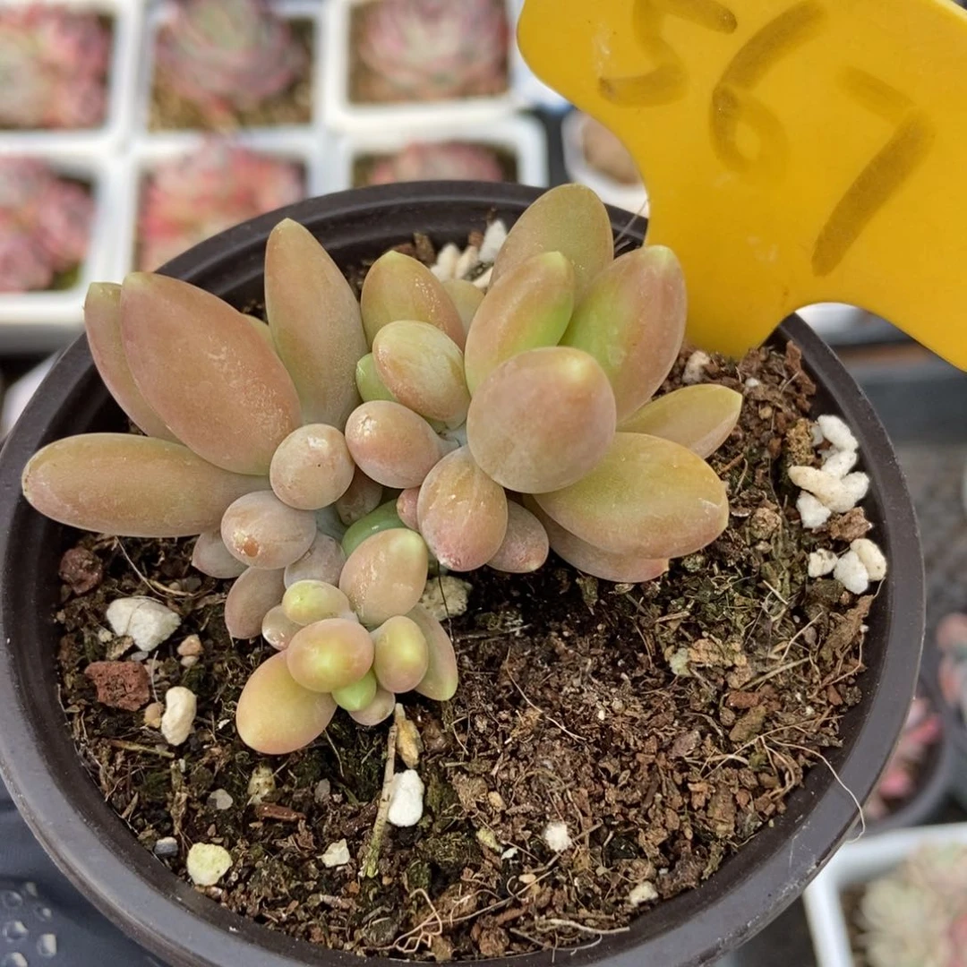 567芒果奶多肉植物保护