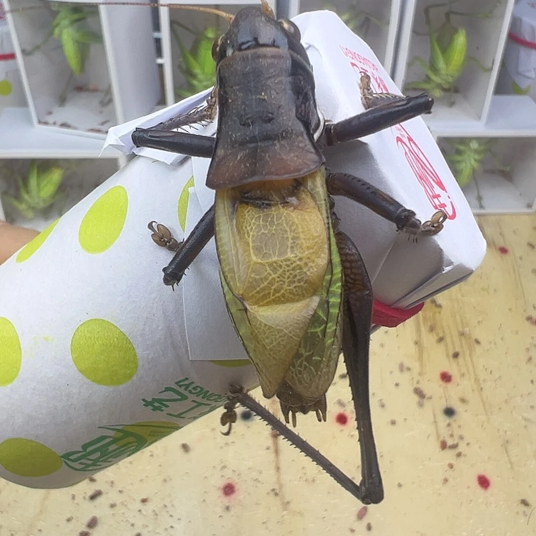 用***2蟋蟀炮筒级别残疾蝈蝈