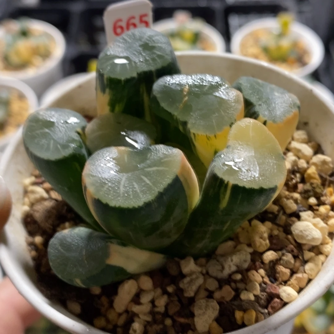 665殴大宝万象锦一物一图