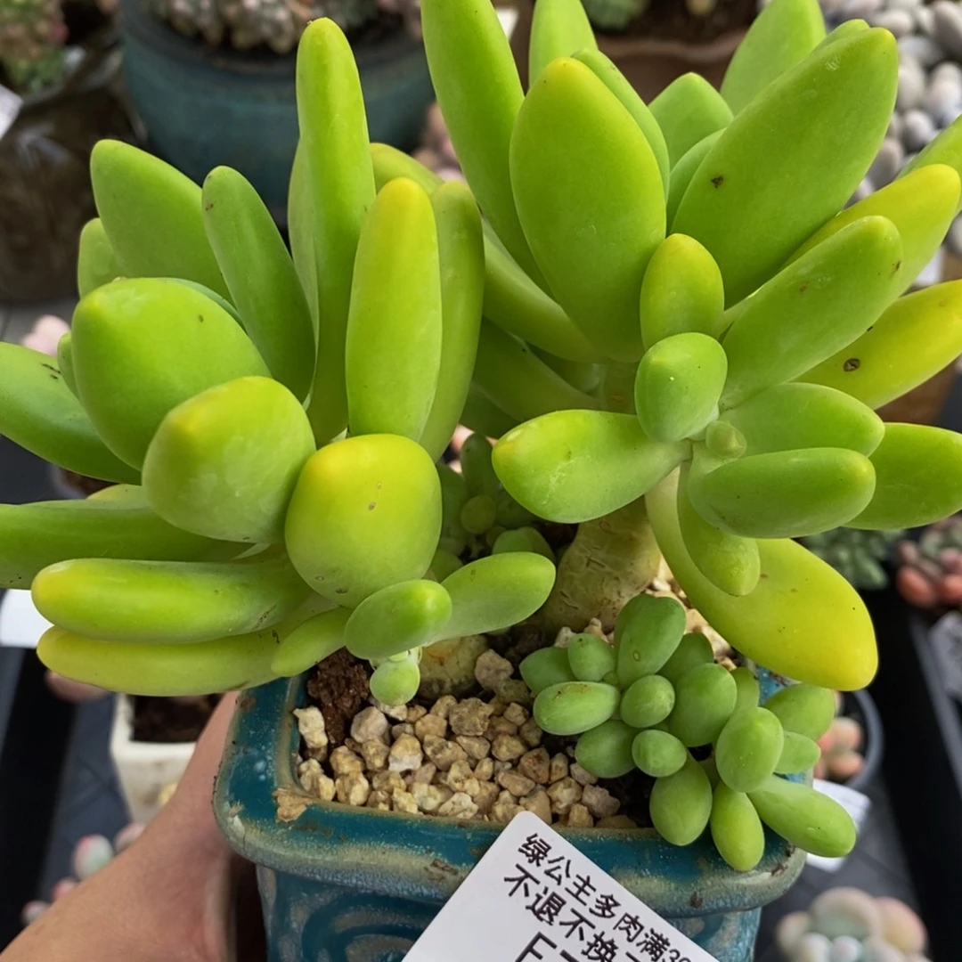 790芒果奶13cm多肉