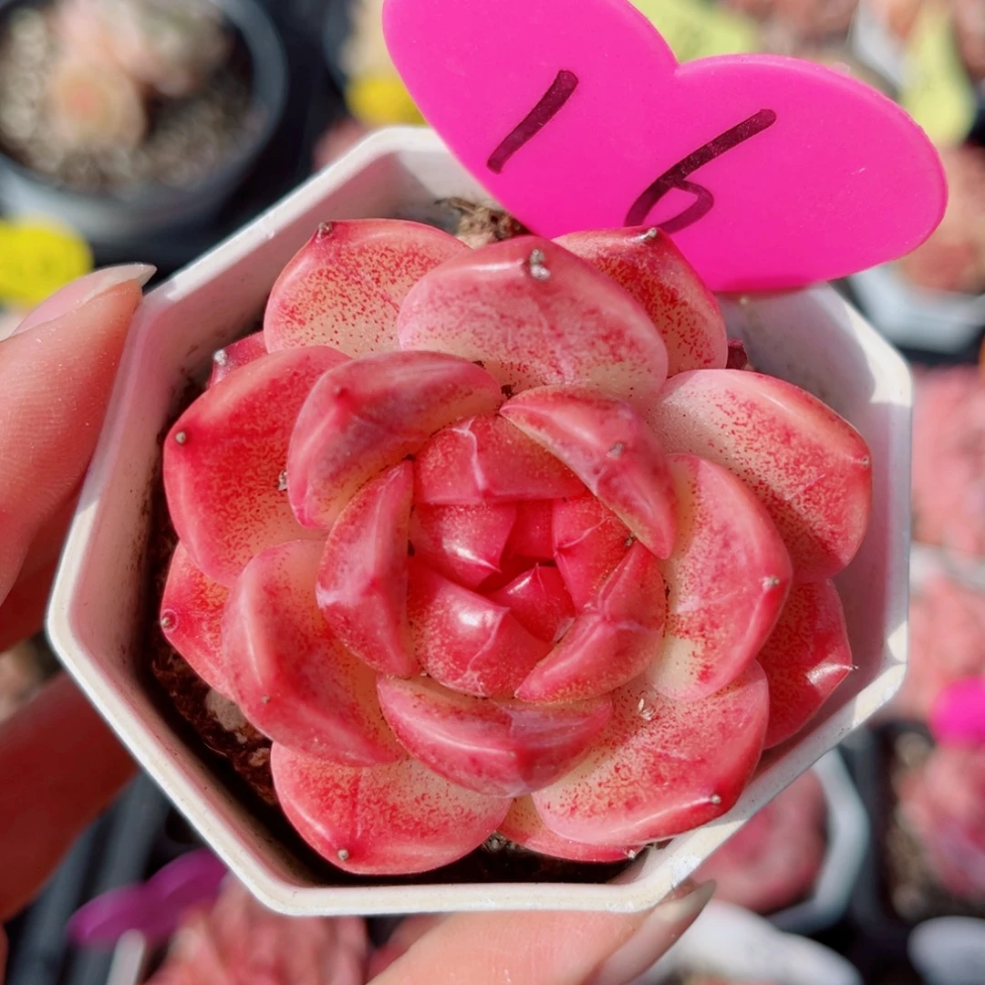 16号小老桩珍妮单头带小头