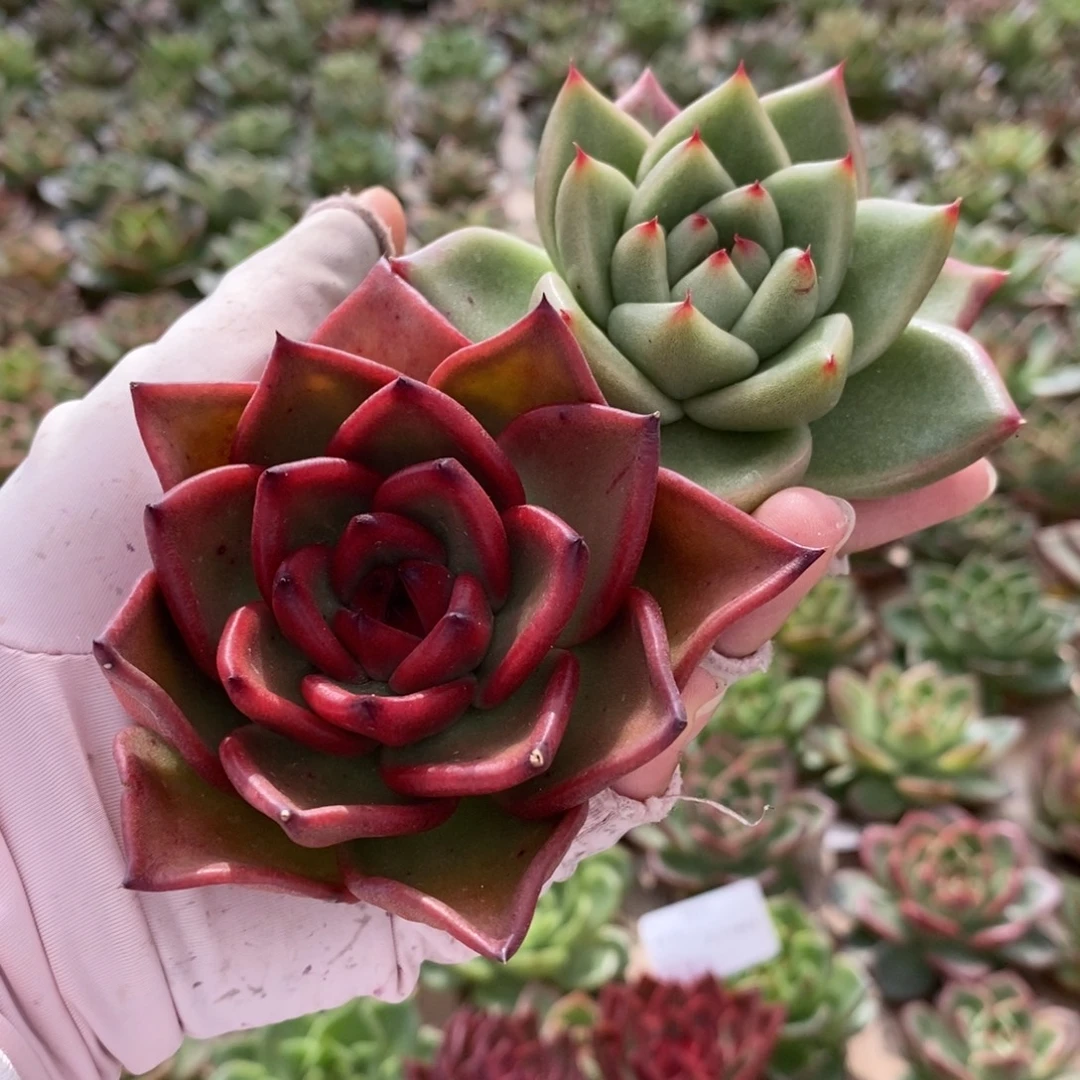 无花朵83 号东云系多肉植物