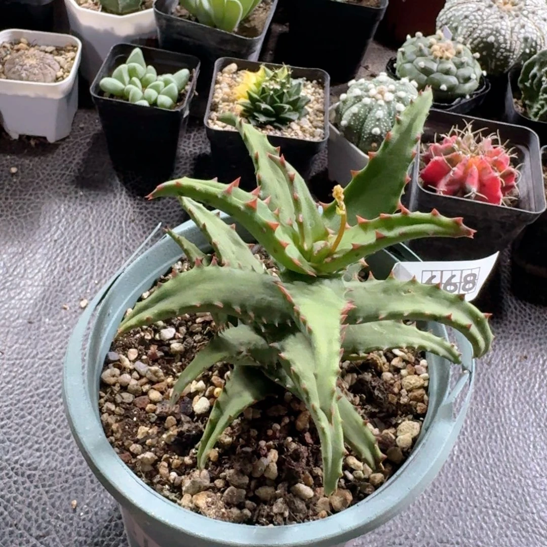 668卡萨帝脱土发货