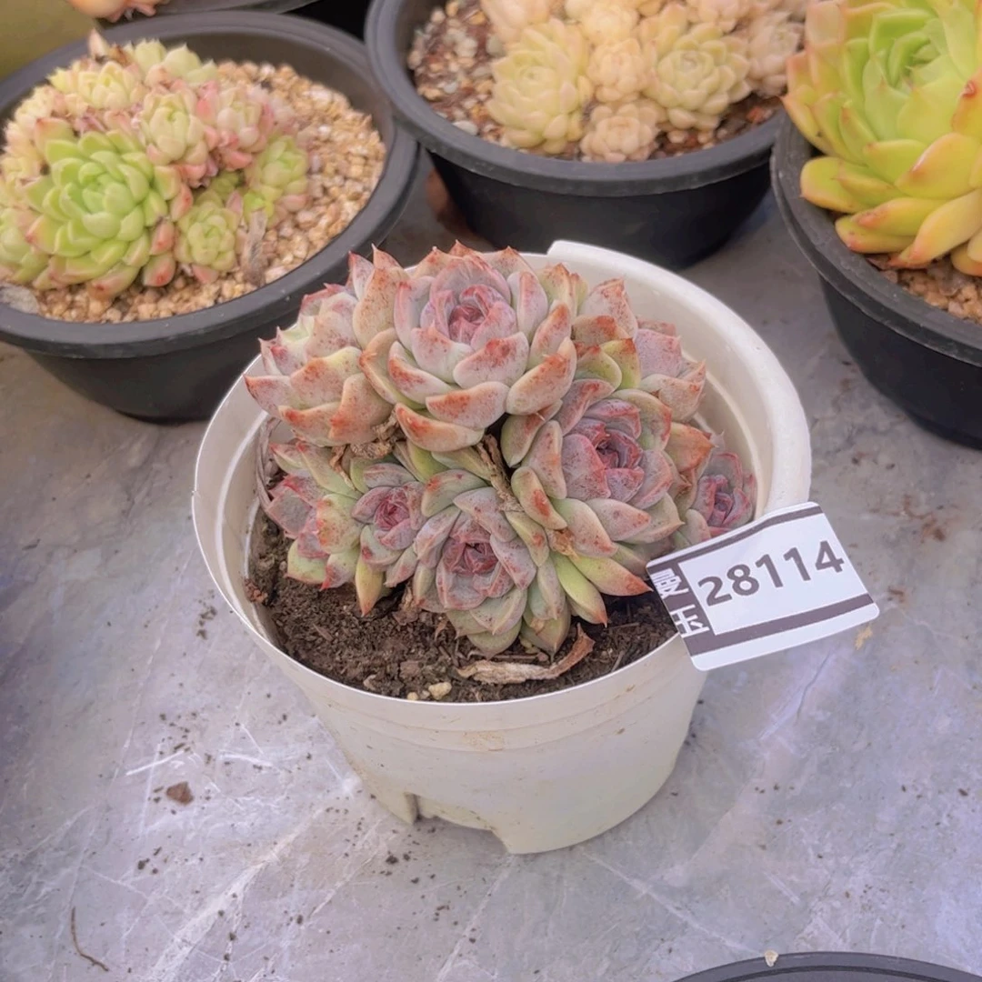 水晶多肉植物28114