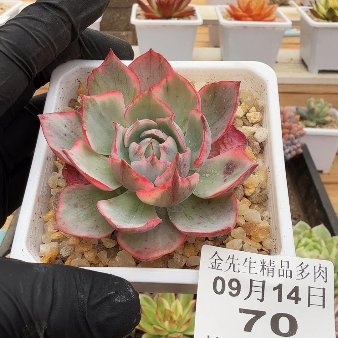 0914-70阿美星单头