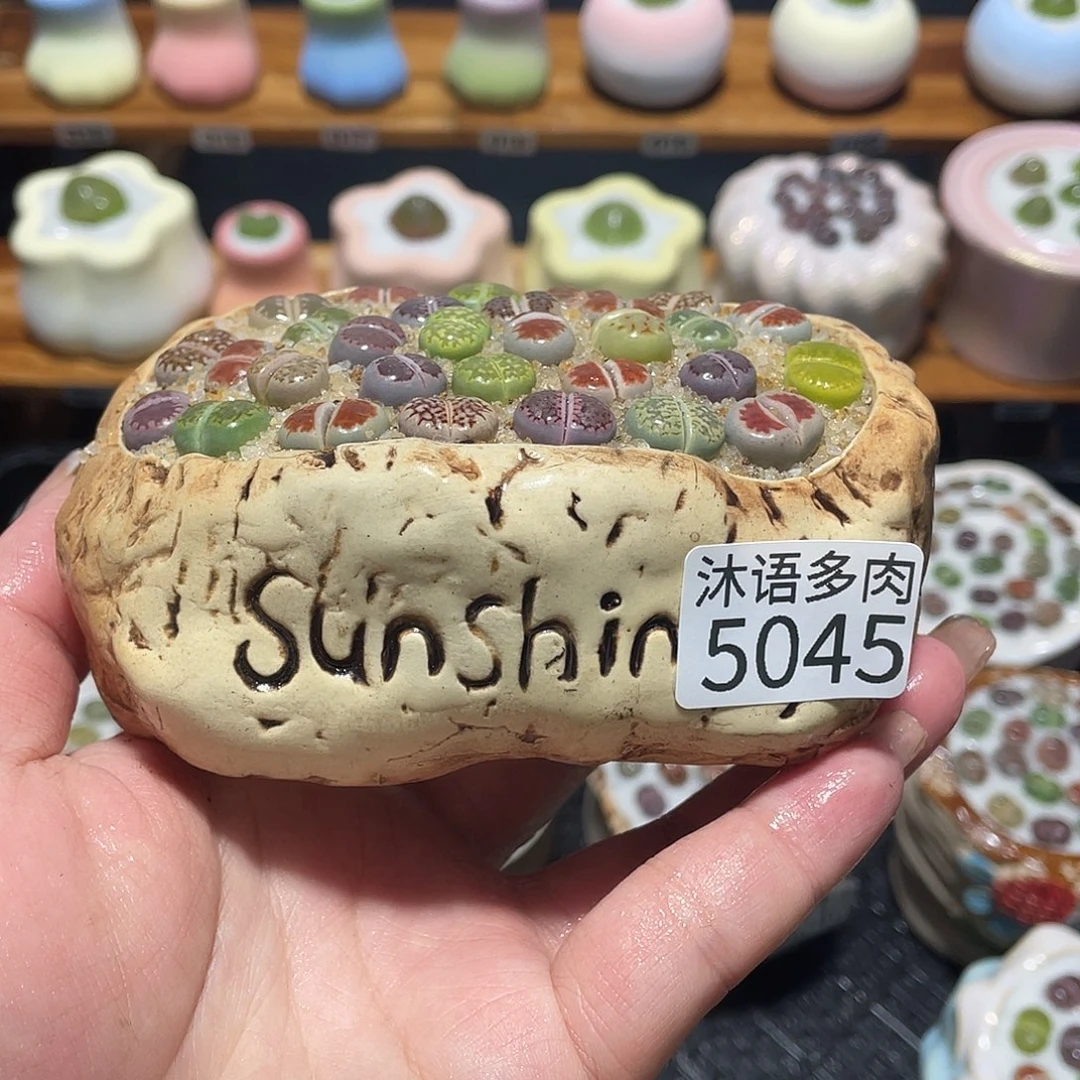 带盆土植物 一物一拍5045