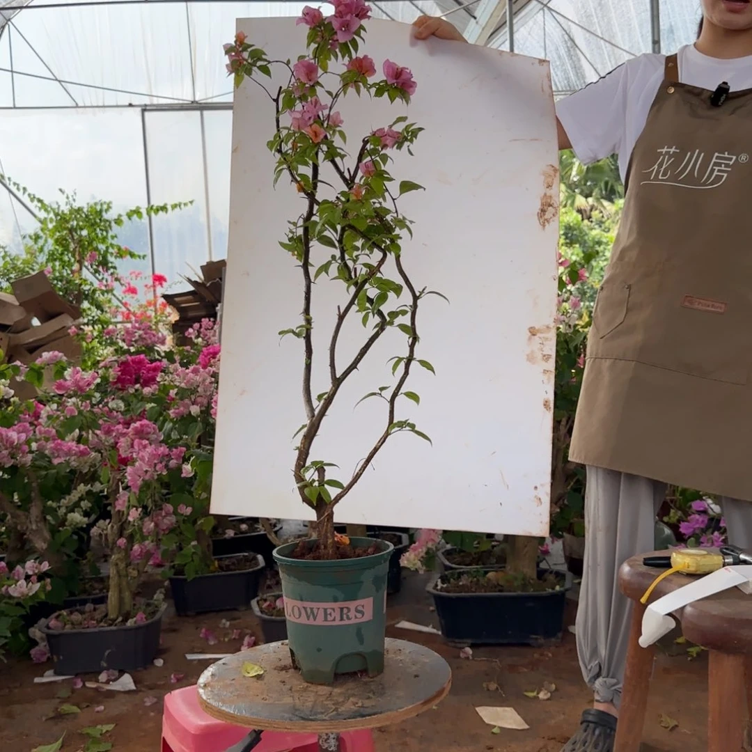 大部分花苞少量开放金发女郎 60