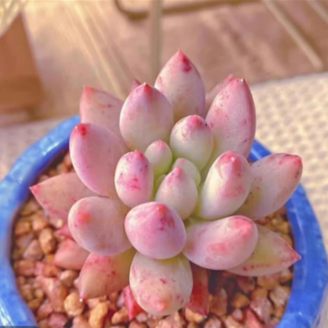 【满9.9包邮】所罗门6.5cm盆多肉植物以直播间展示为主