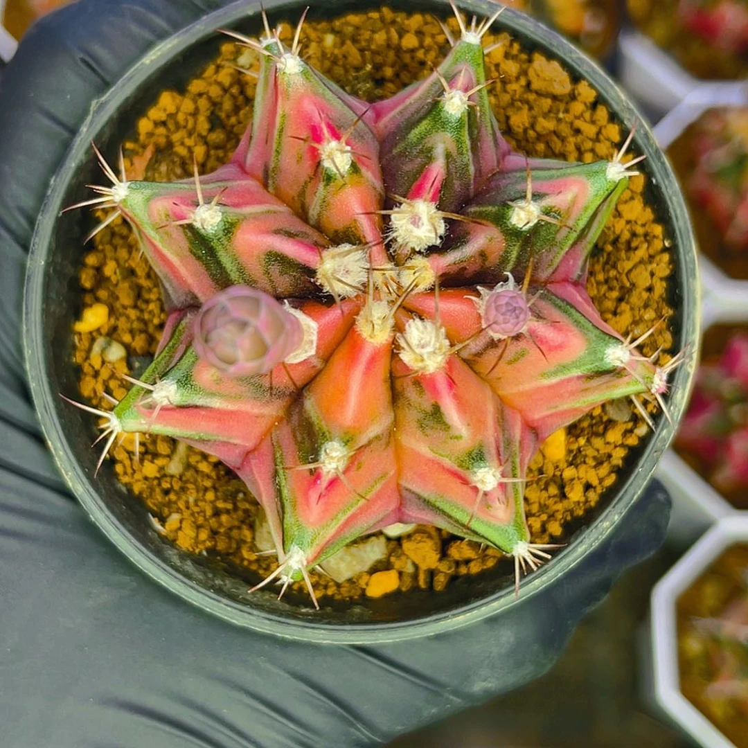 米哈洛维奇 实生6公分 漂亮