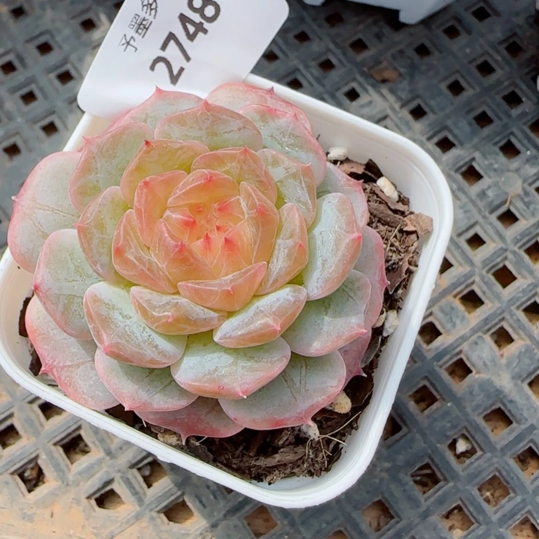 金盏珍妮，2748多肉植物